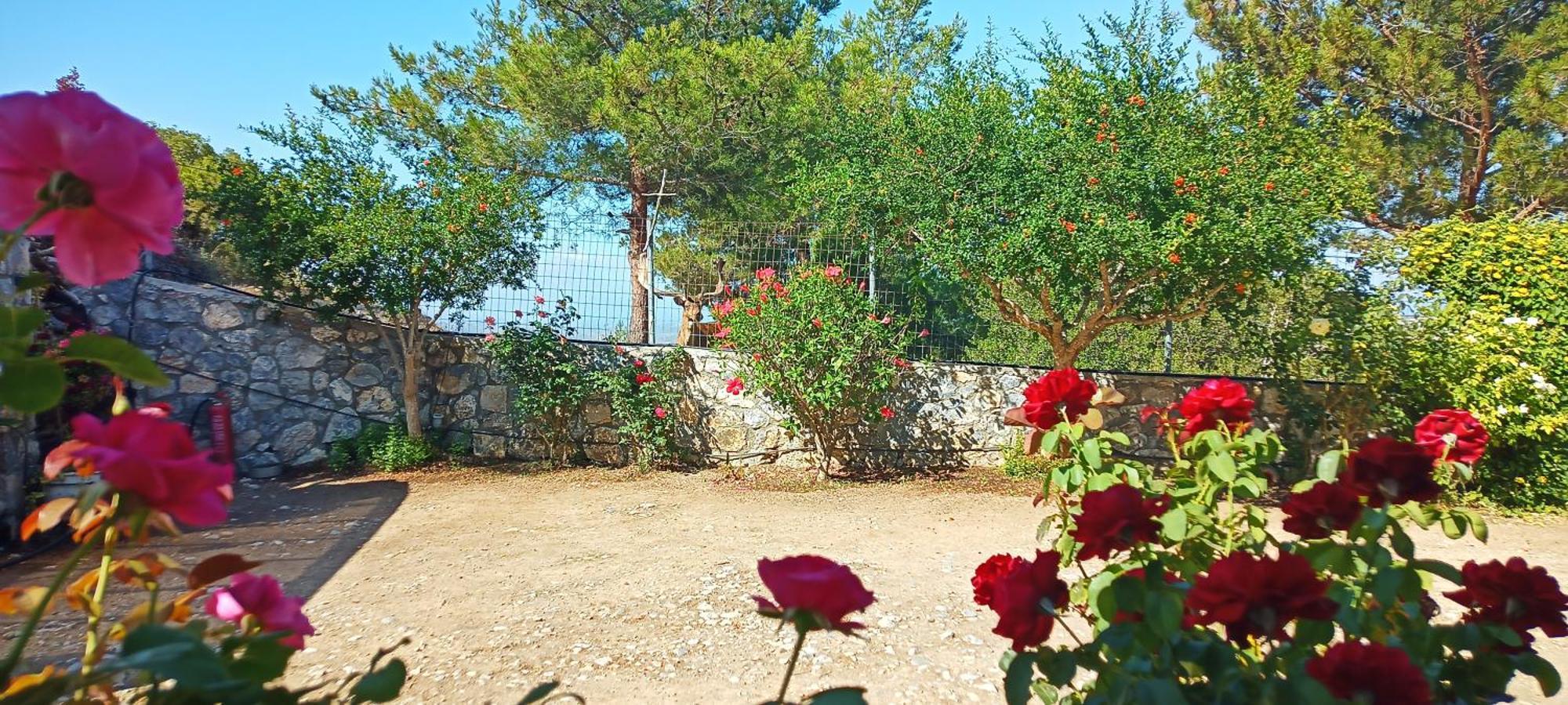 Villa Dora'S House Istrios Exterior foto